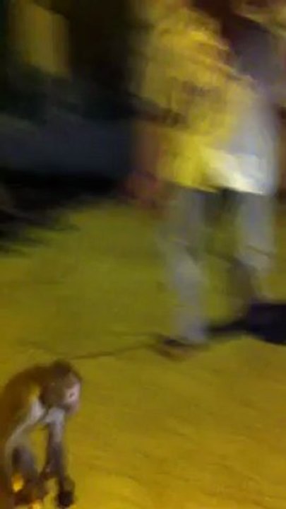 dịch vụ xiếc thú , dịch vụ biểu diễn xiếc khỉ , xiếc chó , hề xiếc , ảo thuật 0975272627