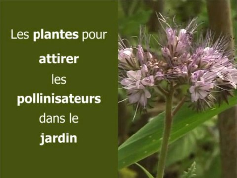 Les plantes pour attirer les pollinisateurs dans le jardin