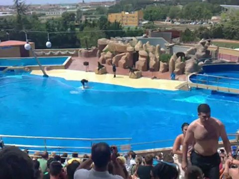spectacle d'otaries