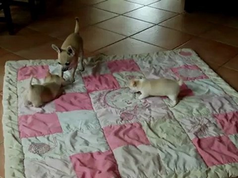 Elevage du Domaine de Peyrazet - Portée née le 08 juin 12