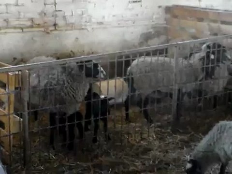 HAZER EMLAK TEL: 0546 851 6657 SATILIK ROMONOV ANAÇ KOYUN , ROMONOV KUZU , ROMONOV KOÇ SATIŞI