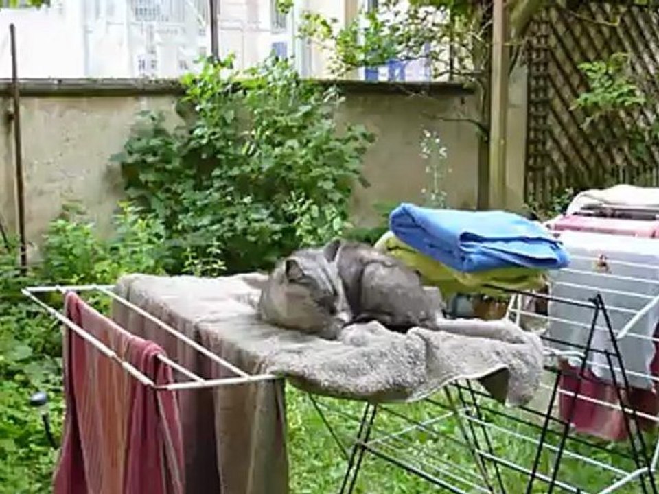 chat michka au soleil