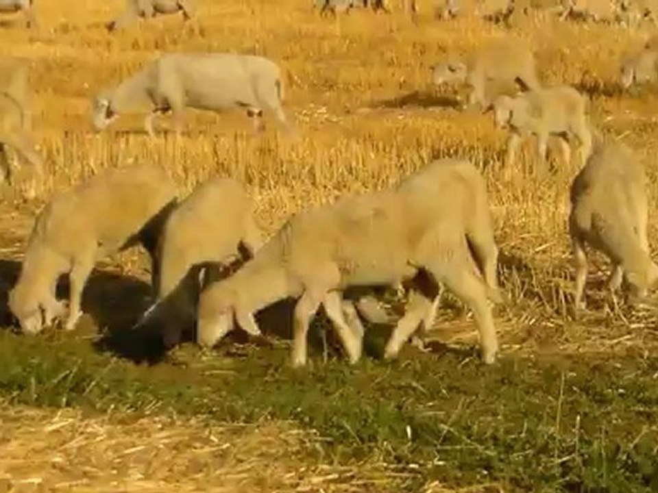 SİMENTAL GEBE DÜVE İTHALATI