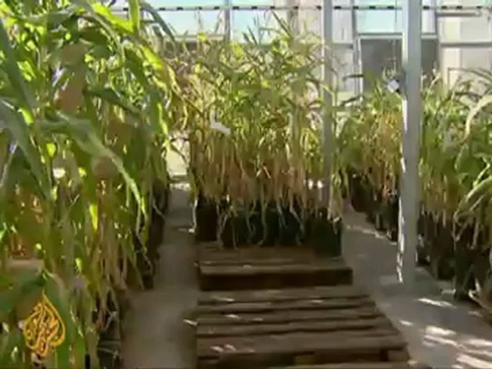 Argentina engineers drought-resistant soybeans