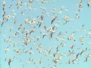 Fölöttünk az ég  -  David Attenborough: Élő bolygó 7/13