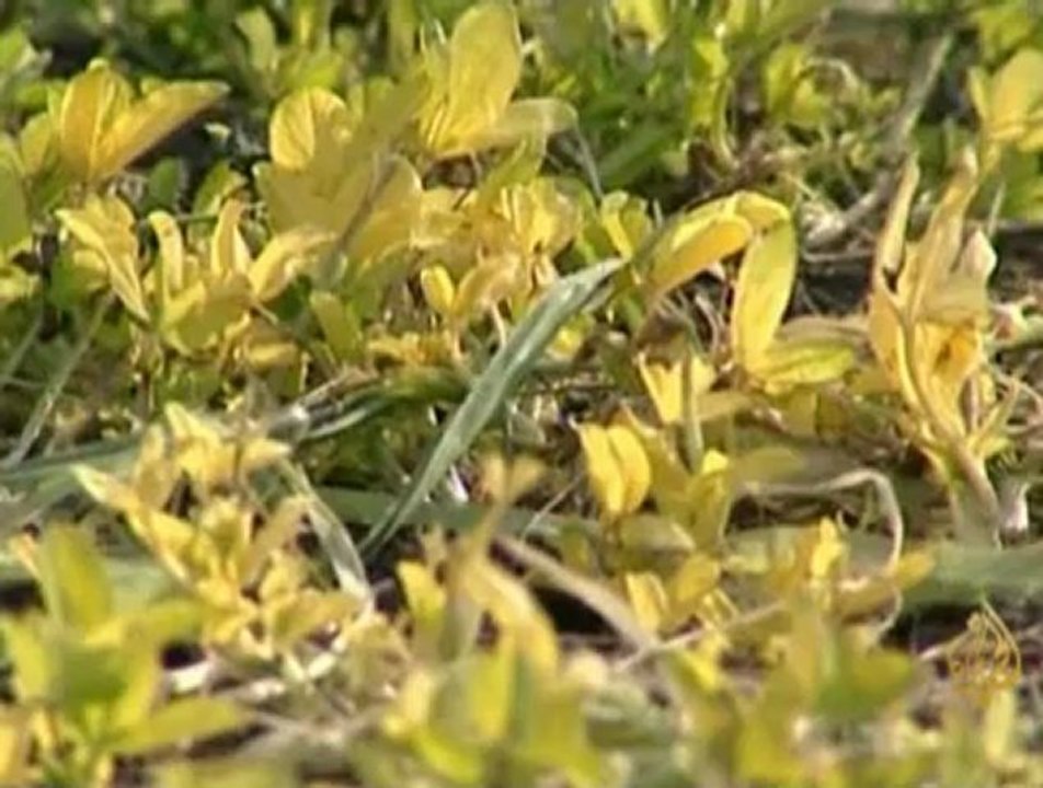 المشاركة السياسية في الانتخابات رغم الظروف المعيشية