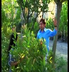 ruşen aydeniz--alucranın güzeli