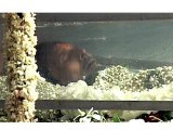 Rajesh Khanna's Funeral Procession - Bollywood News