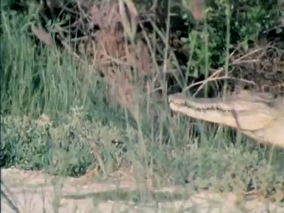 Két világ határán  -  David Attenborough: Élő bolygó 9/13