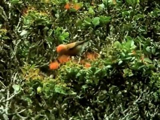 Elkülönült világok  -  David Attenborough: Élő bolygó 10/13