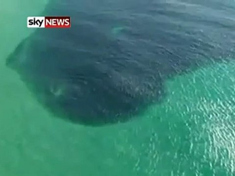 Yüzlerce Köpek Balığı Saldırdı