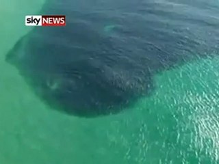 Yüzlerce Köpek Balığı Saldırdı