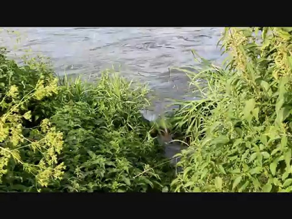 Rovitch et l'eau