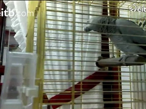 Berritsu, el loro del Athletic Club - Berritsu, Athletic supporter talking Parrot