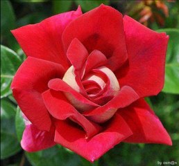 Sevdim Seni Mabuduma - Ertuğrul Erkişi