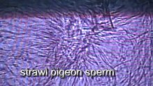 artificial_insemination_for_racingpigeons_by_Harry_Geurts