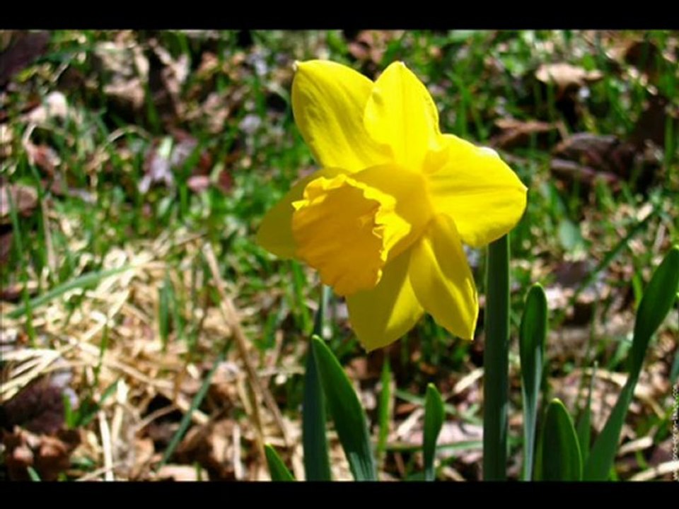 jonquilles
