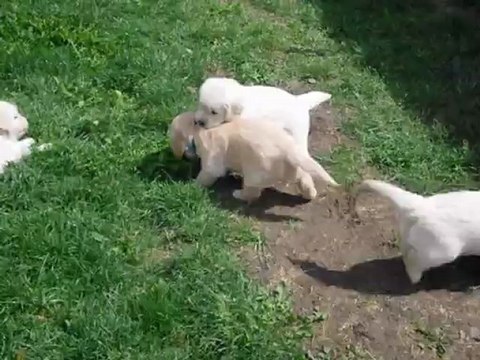 Les chiots et la maman jouent dehors (5 w)