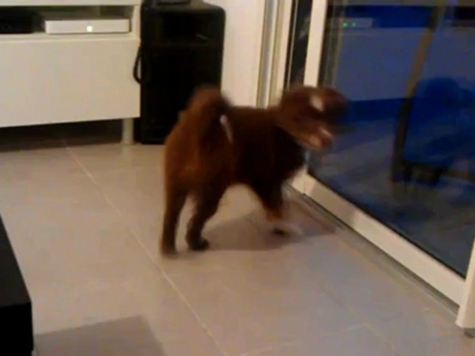 Krypto et sa queue: une histoire d'amour