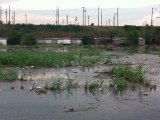 Il sauve un chiot piégé dans une inondation