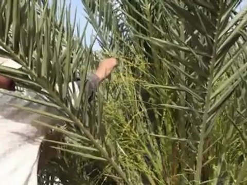 Zagora Tagounite Camping Les Palmeraies - Maroc