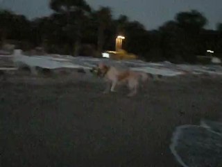 Arestom Tatlı Oynak Fok Balığım :)