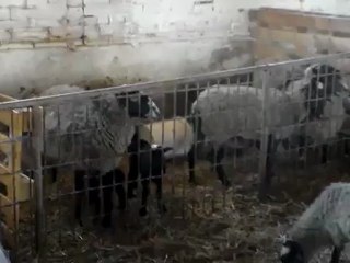 HAZER EMLAK TEL: 0546 851 6657 SATILIK ROMONOV KOYUNU