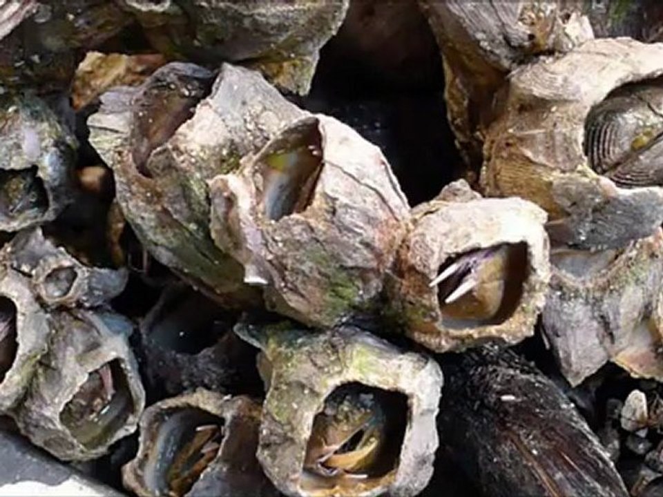 Fruit de mer à Santiago