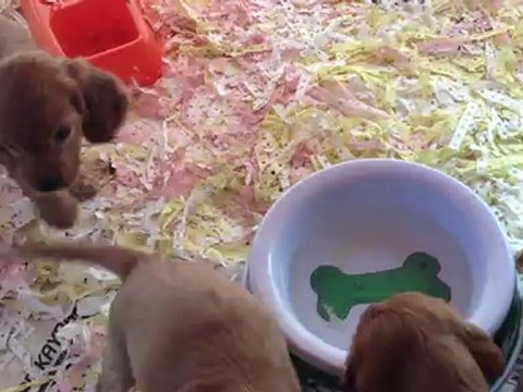 SATİLİK AMERİCAN COCKER YAVRULARI 0 533 397 45 77