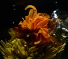 Film éclosion d'une fleur de thé vert artistique « Fleur de lys »