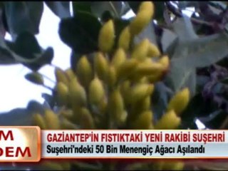 GAZİANTEP’İN FISTIKTAKİ YENİ RAKİBİ SUŞEHRİ