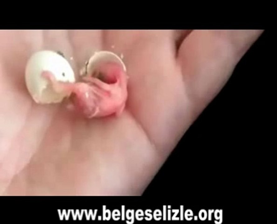 Kuşun Hayata Merhaba Dediği An! www.belgeselizle.org