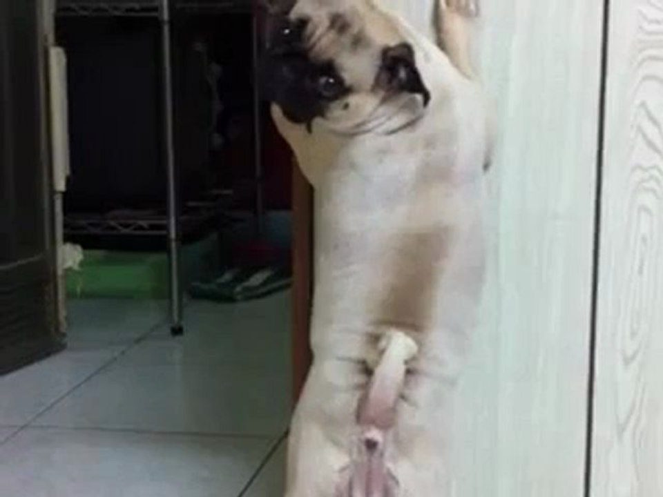 chien puni au coin