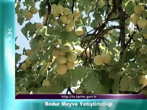 Bodur Meyve Yetiştiriciliği