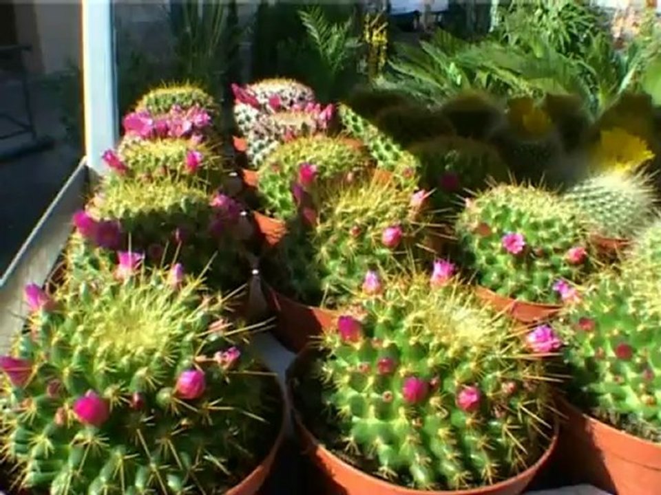 LES FLORALIES 1 AVRIL 2012.