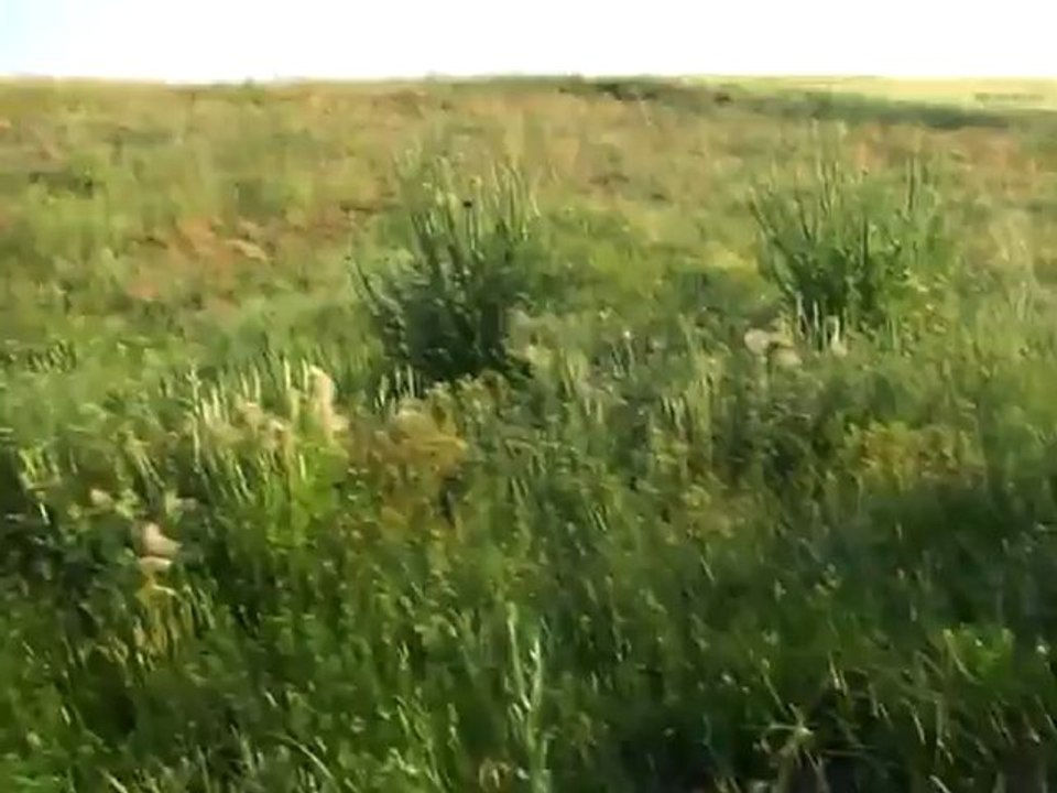 Konya Yunak ilçesi Saray beldesinde  arıcılık