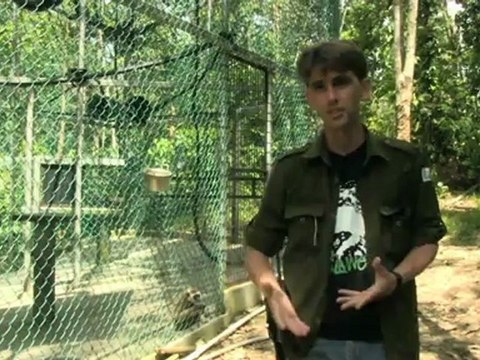 French crusader for gibbons in Borneo jungle