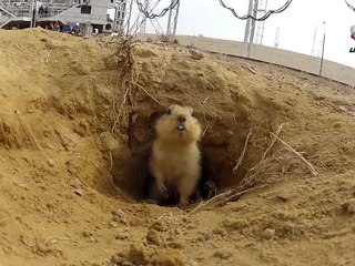 Cette marmotte aime bien les fusées