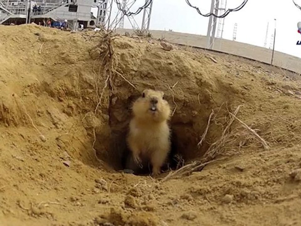 Cette marmotte aime bien les fusées