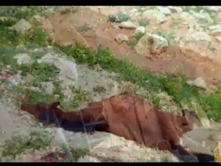 تحت المجهر - الإقتلاع من الغور