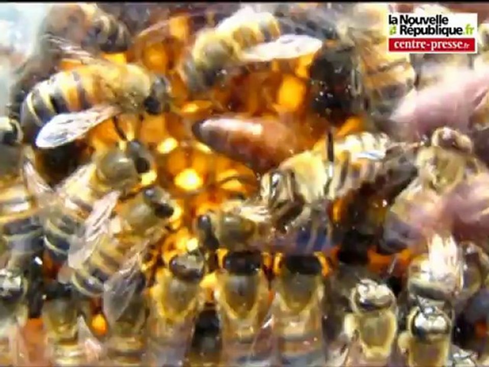 VIDEO Orches: du miel qui fait des curieux