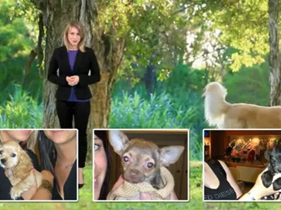 Vente de chiots belgique