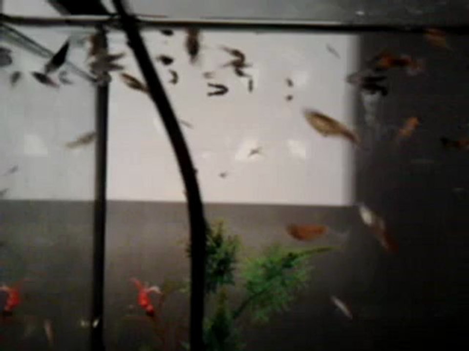 Jeunes Guppys Et Black Molly Jaunes Tacheter Noir