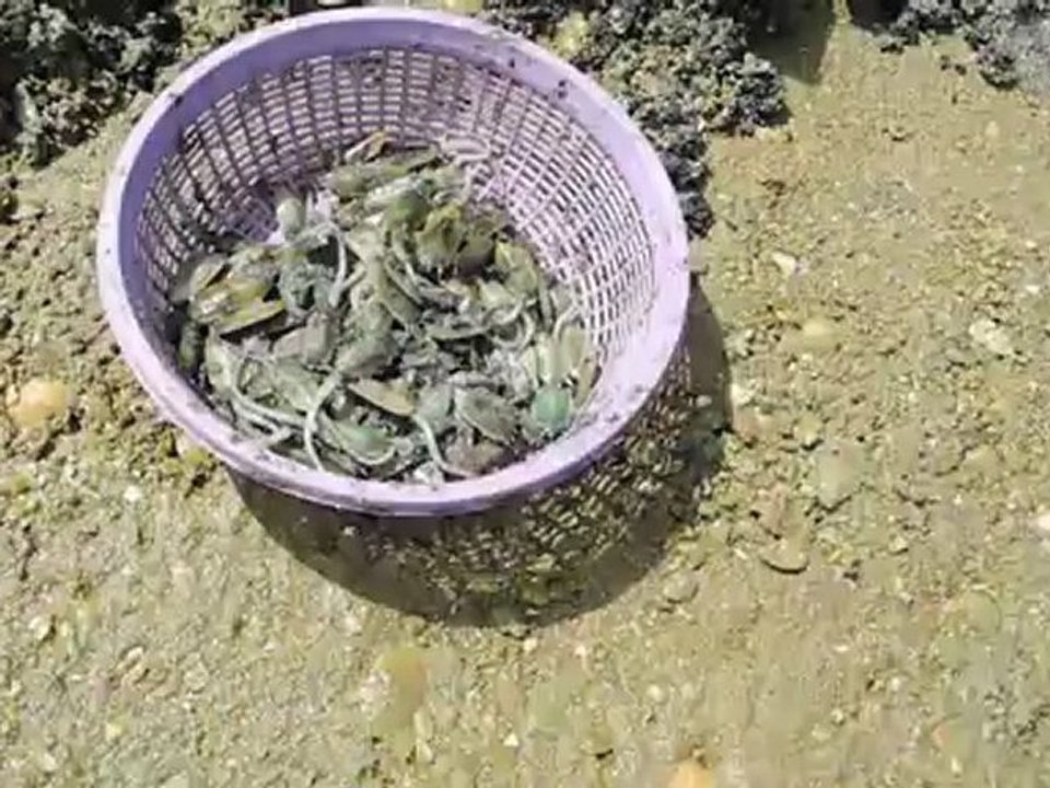 THAÏLANDE.Pakbara.Récolte de fruits de mer.