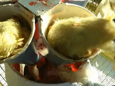 Igualdad Animal denuncia a una granja vasca que suministraba foie irregular a restaurantes de lujo