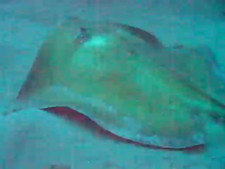 2012 07 20 Le Franjack