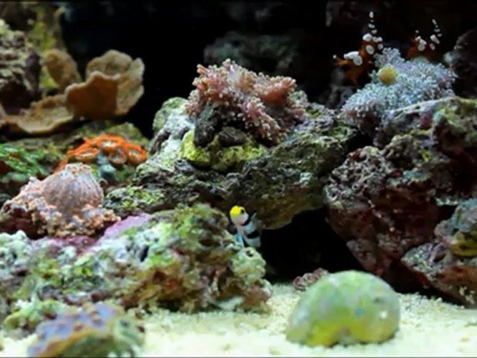 stonogobiops nematodes