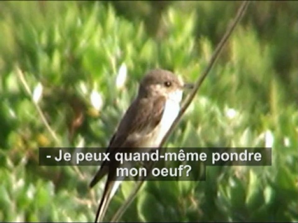 Gobe-Mouches cherchent appartement