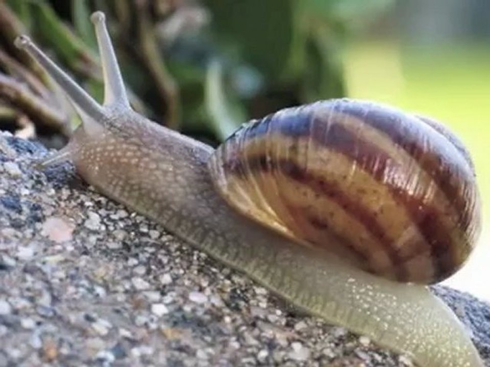 Formation CHARENTE ESCARGOTS VERSION INTERNET