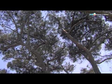 Napoli - Luglio in città, cultura sport eventi 2 (11.07.12)